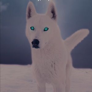 Meet your Posher, Jordan